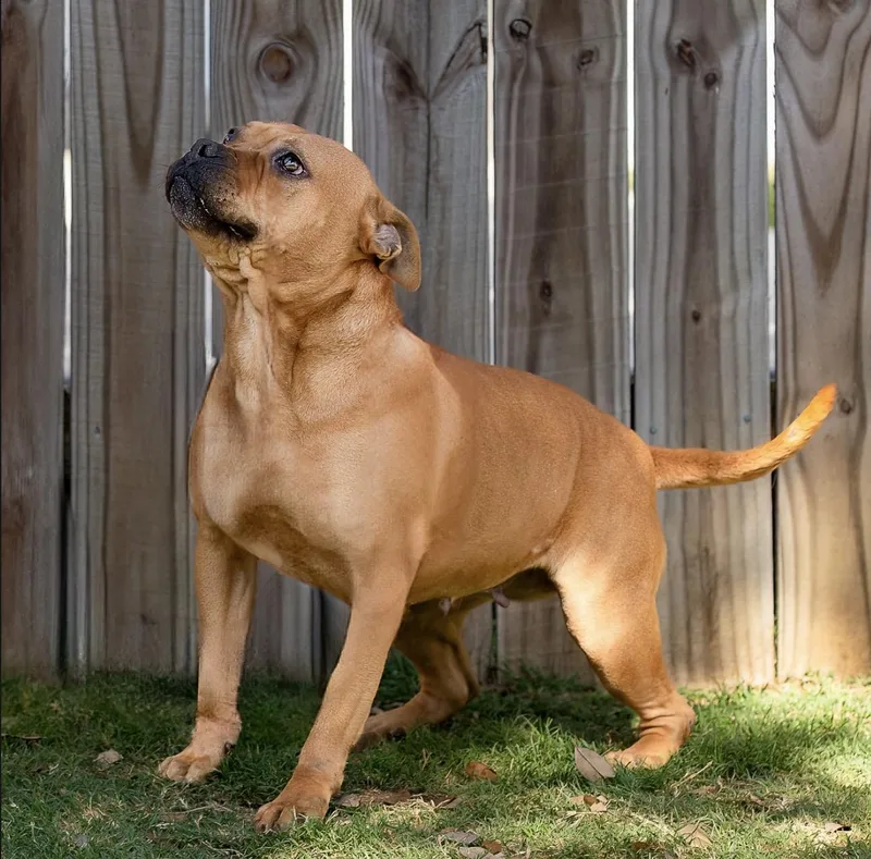 A young medium-sized female Brown / Chocolate Boxer dog named Harper for adoption in Tomball, TX