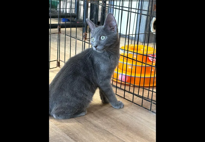 A young medium-sized male American Shorthair cat named Reese for adoption in Massapequa, NY