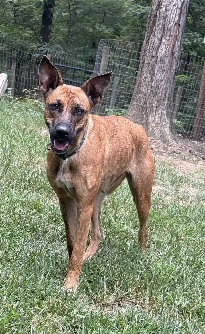A young medium-sized female Black Belgian Shepherd / Malinois dog named Penny for adoption in Warren, RI