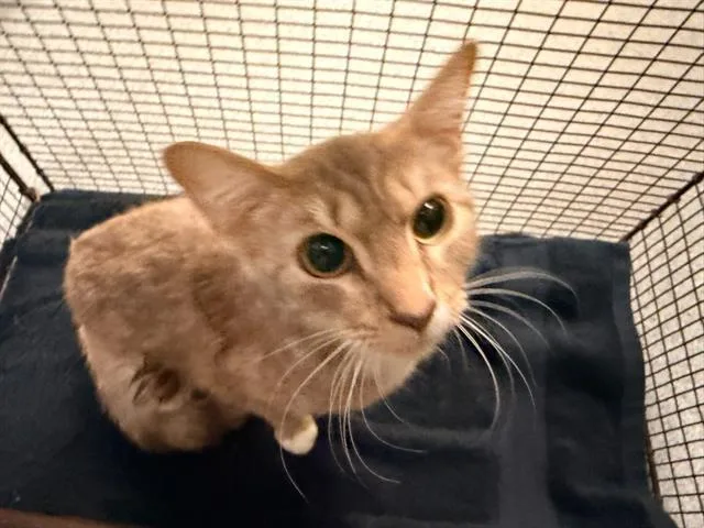 A young small-sized female Domestic Short Hair cat named Bex for adoption in Tustin, CA