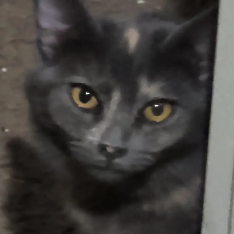 A baby small-sized female Torbie Domestic Short Hair cat named Fig Armbrust for adoption in Eagle Mountain, UT