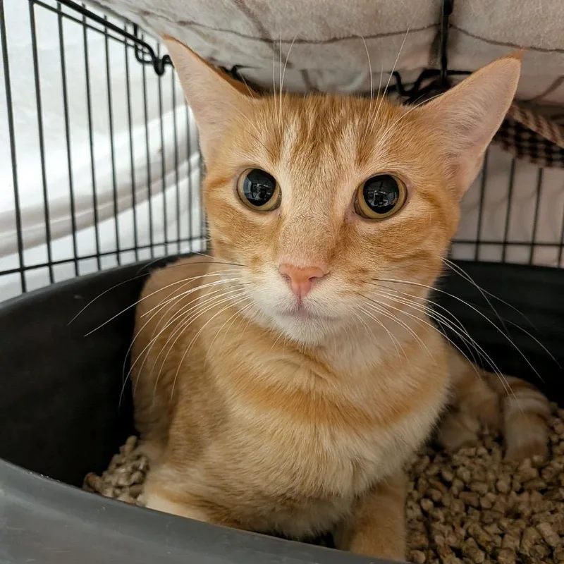 An adult medium-sized female Orange / Red Domestic Short Hair cat named Tiffany for adoption in Norfolk, NE