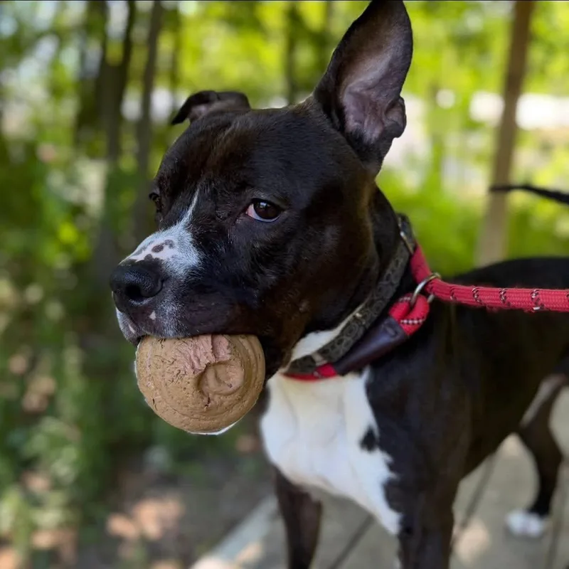 An adult medium-sized male Black Mixed Breed dog named Colin for adoption in Warren, OH