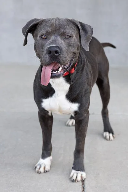 An adult large-sized male Mixed Breed dog named Summit for adoption in Longmont, CO