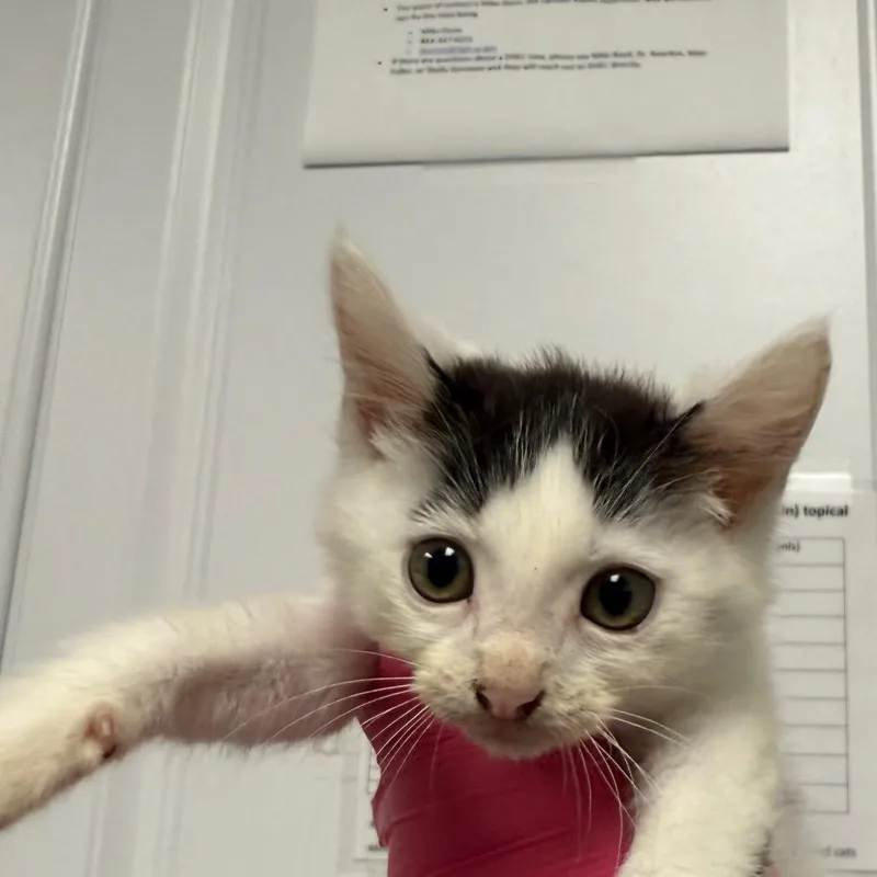 A baby small-sized male White Domestic Short Hair cat named Turtle for adoption in Greenville, SC