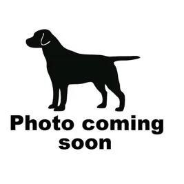 An adult medium-sized female Red / Chestnut / Orange Mixed Breed dog named Dottie for adoption in Gadsden, AL
