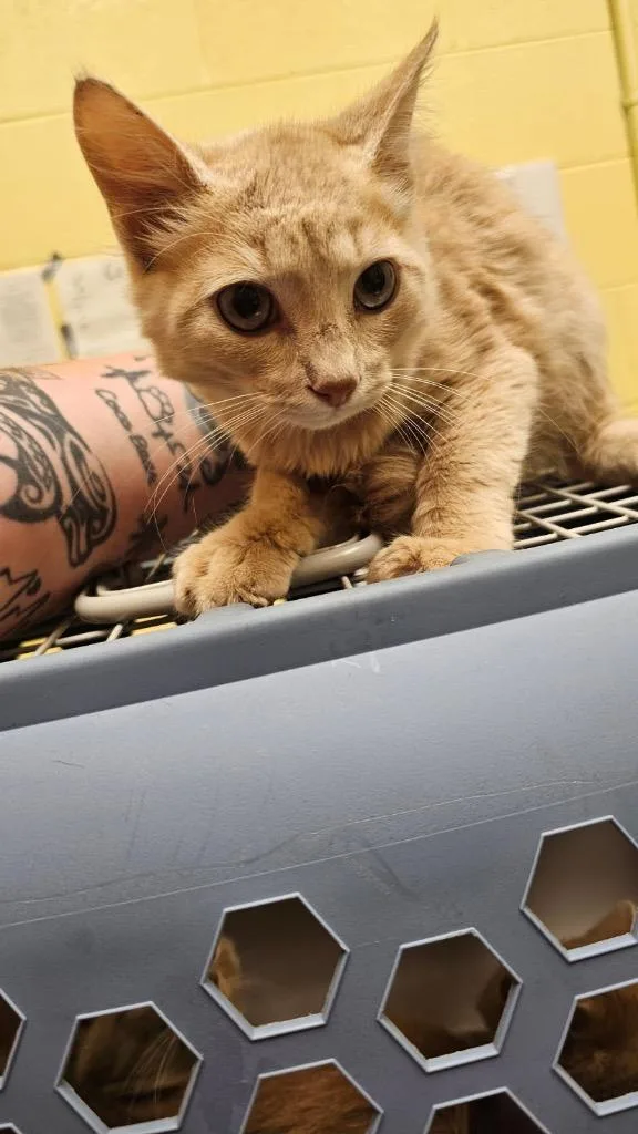 A baby small-sized male Domestic Short Hair cat named Baby Carrot for adoption in Crossville, TN