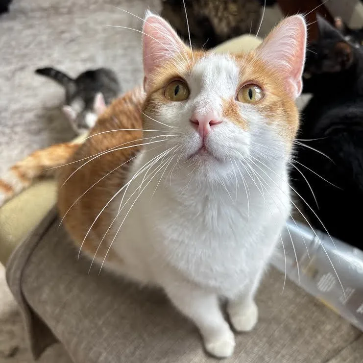 A young medium-sized male Orange & White Domestic Short Hair cat named Hudson for adoption in Buffalo, NY