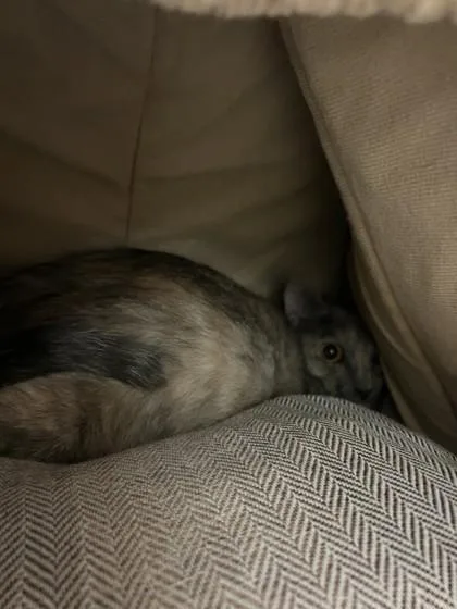An adult medium-sized female Domestic Short Hair cat named Lila for adoption in Farmers Branch, TX