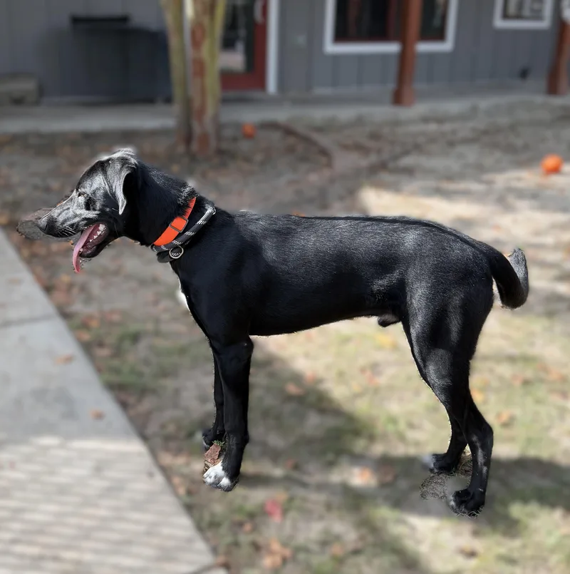 A young medium-sized male Black Labrador Retriever dog named Goose for adoption in Slidell, LA