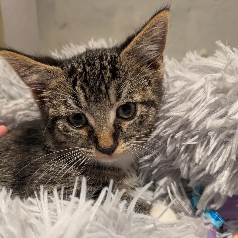 A baby small-sized male Brown / Chocolate Domestic Short Hair cat named Rainy C for adoption in Princeton, MN