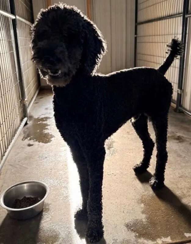 An adult medium-sized male Poodle dog named Mocha for adoption in Windsor, CO