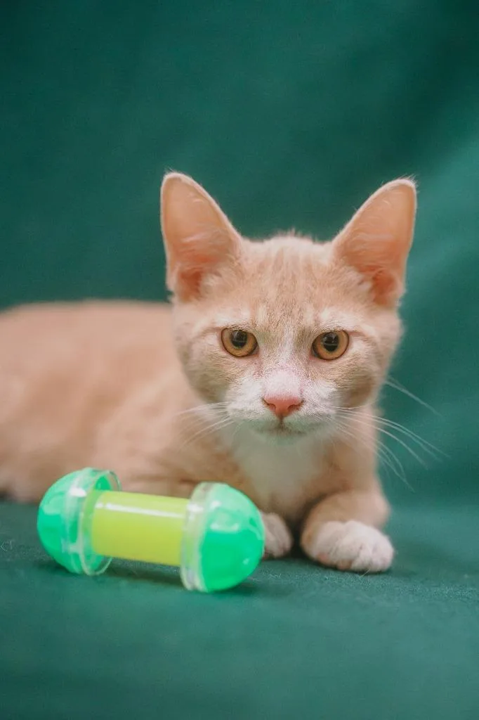A baby small-sized male Tabby cat named Noey for adoption in Newberg, OR