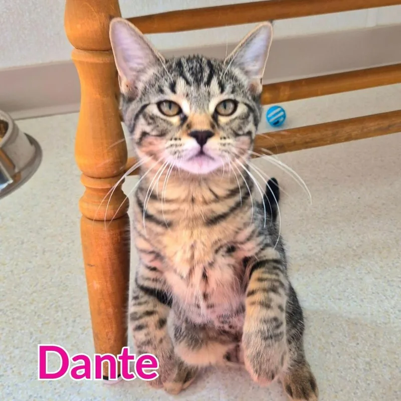 A baby medium-sized female Domestic Short Hair cat named Dante for adoption in North Saint Paul, MN