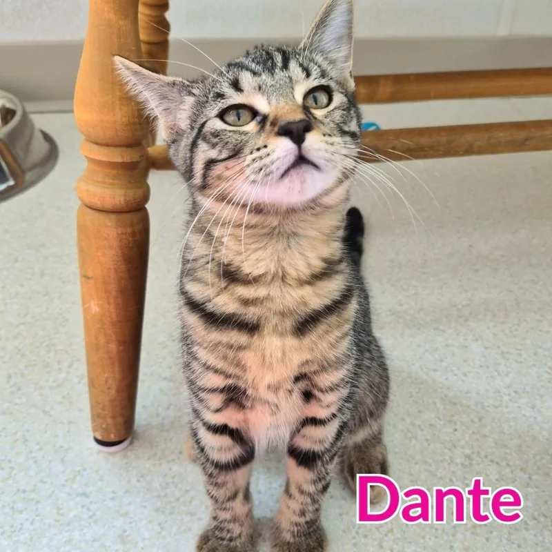 Dante thumbnail 2