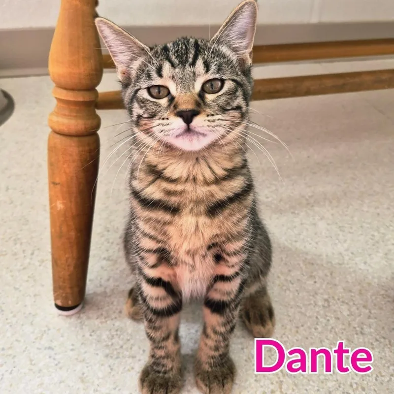 Dante thumbnail 3
