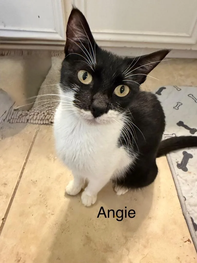 A young medium-sized female Domestic Short Hair cat named Angie for adoption in Spring, TX