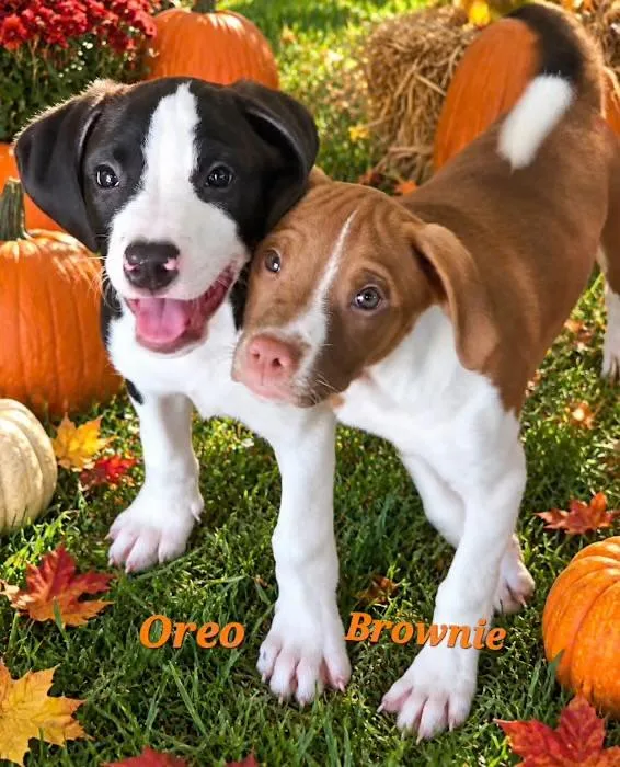 A baby medium-sized female Red / Chestnut / Orange Pit Bull Terrier dog named Brownie for adoption in Watertown, CT