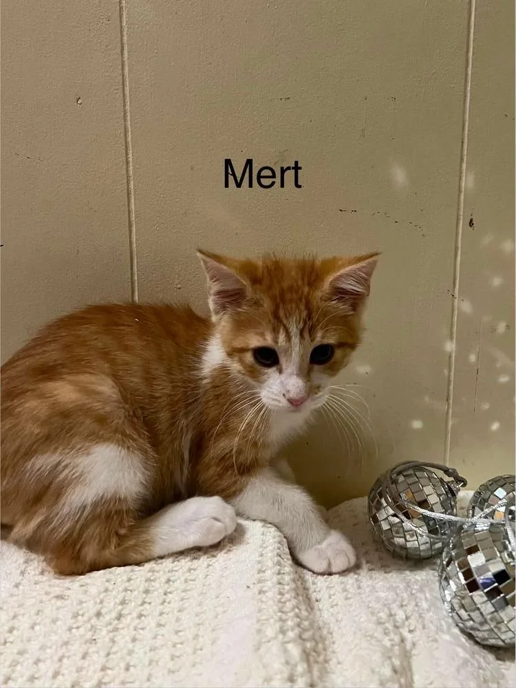 Mert