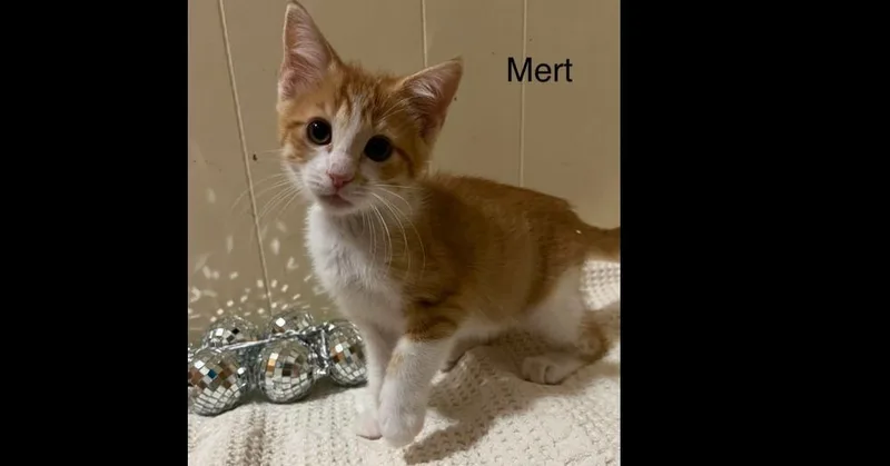 Mert thumbnail 2
