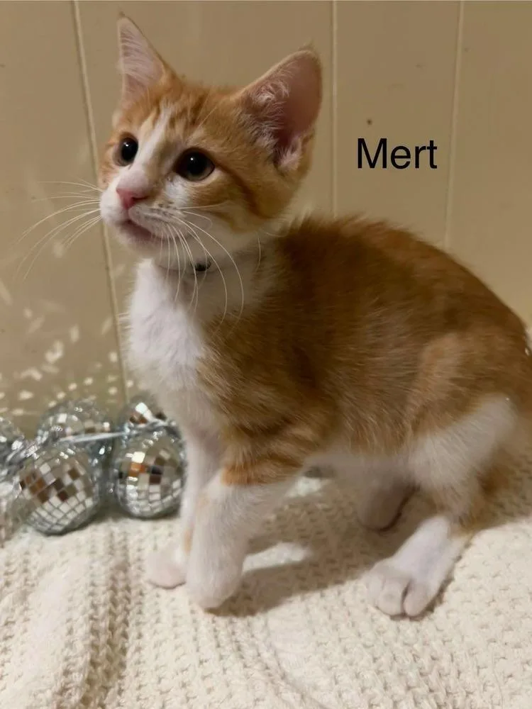 Mert thumbnail 3