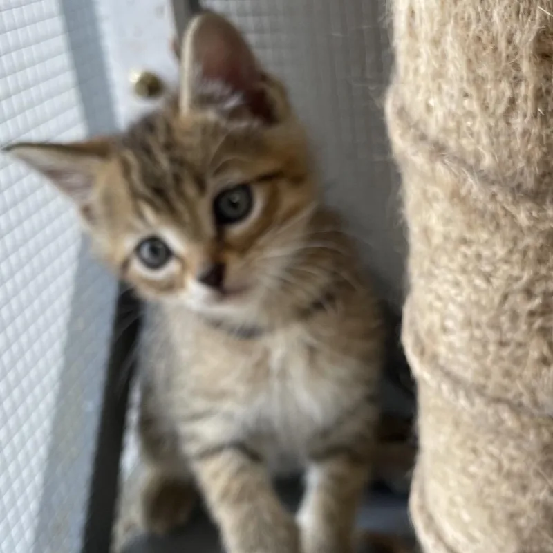 A baby small-sized male Brown / Chocolate Domestic Short Hair cat named Moby for adoption in Brownsboro, AL