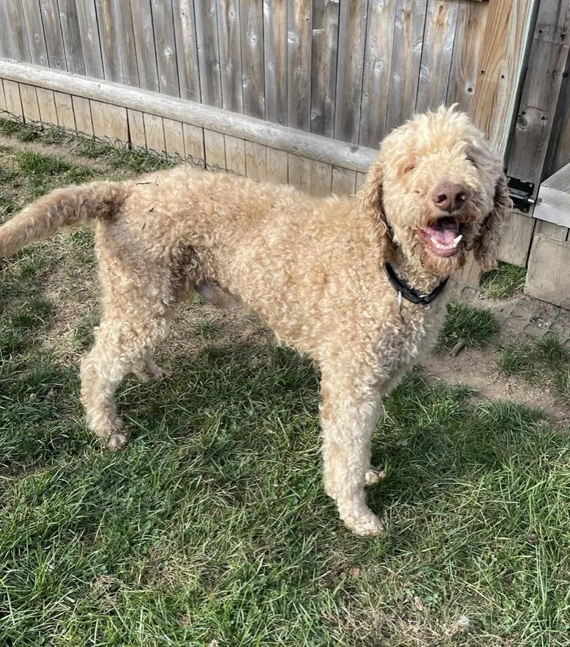 Harry Doodle  Local thumbnail 2