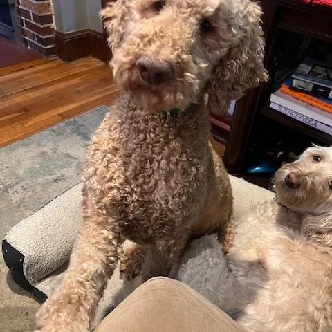 Harry Doodle  Local thumbnail 3