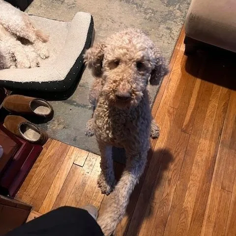 Harry Doodle  Local thumbnail 4