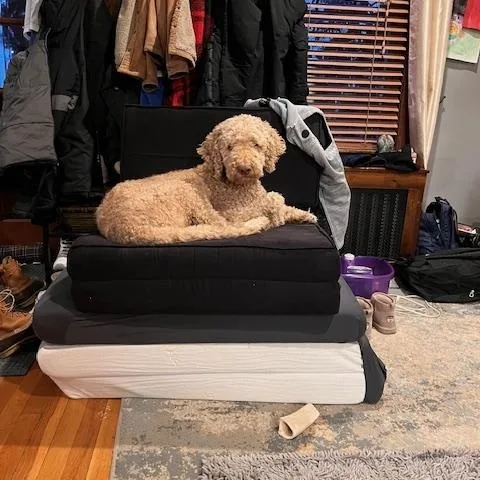 Harry Doodle  Local thumbnail 5