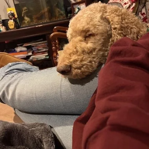 Harry Doodle  Local thumbnail 6