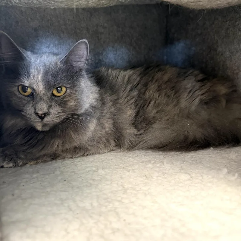 A young small-sized female Tortoiseshell Domestic Medium Hair cat named Simone for adoption in Frederick, MD