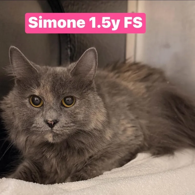 Simone thumbnail 2