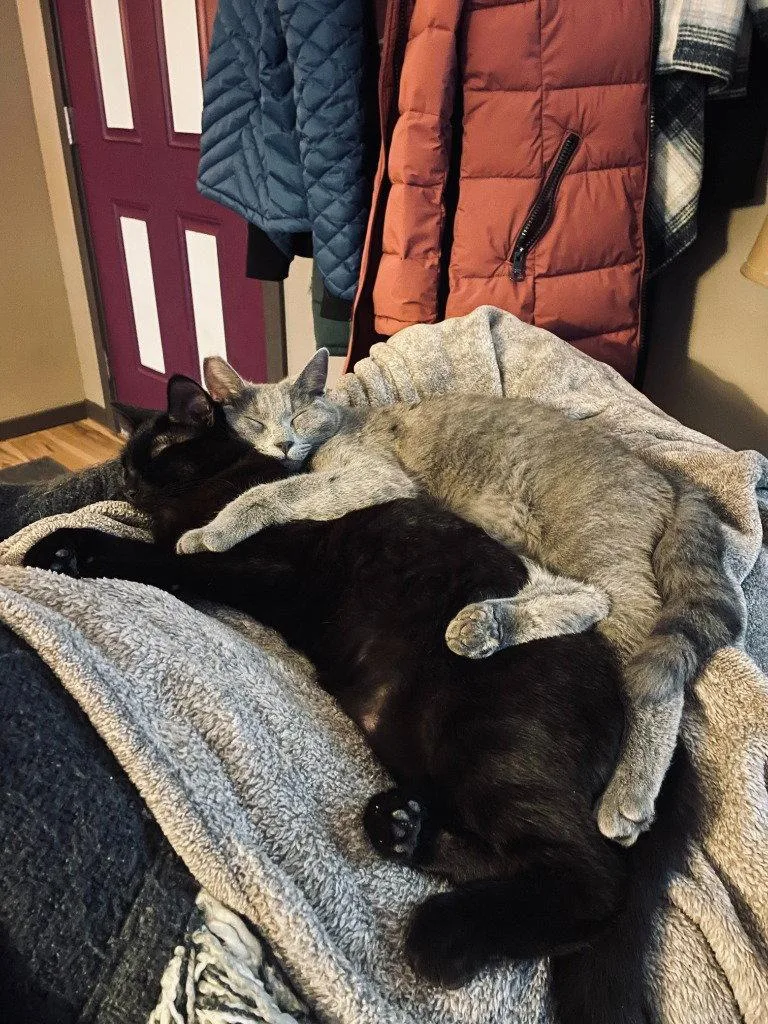 An adult medium-sized female Black Domestic Short Hair cat named KC Laylah for adoption in Battle Ground, WA
