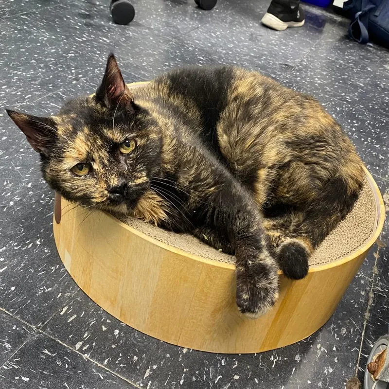 A senior small-sized female Domestic Short Hair cat named Willma for adoption in Los Angeles, CA