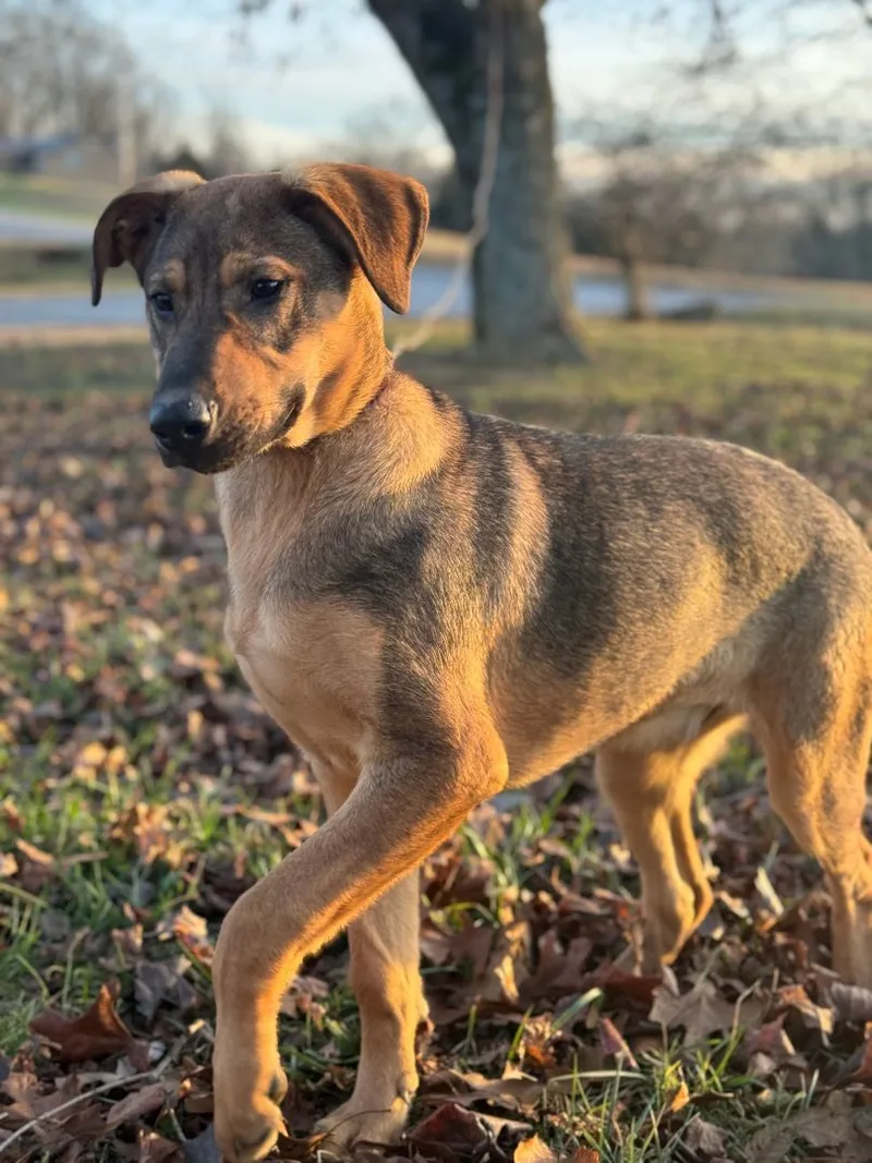 A baby large-sized male German Shepherd Dog dog named James Transport for adoption in Gradyville, KY