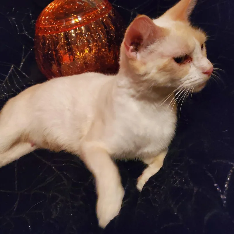 An adult medium-sized female Flame Point Siamese cat named Spirit for adoption in Jefferson city, TN