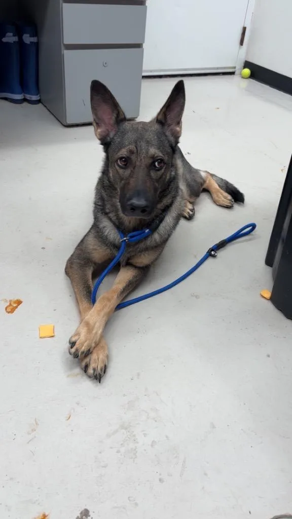 An adult medium-sized female German Shepherd Dog dog named Britt for adoption in Findlay, OH