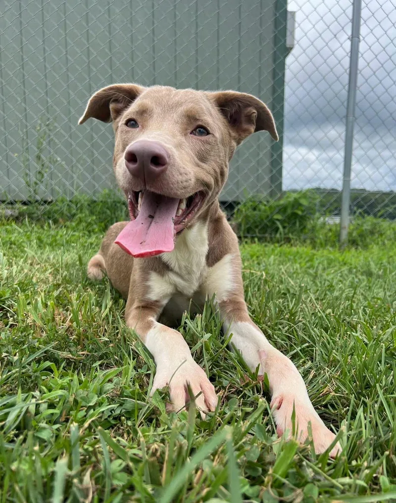 A young medium-sized male Retriever dog named Bagel for adoption in Sullivan, MO