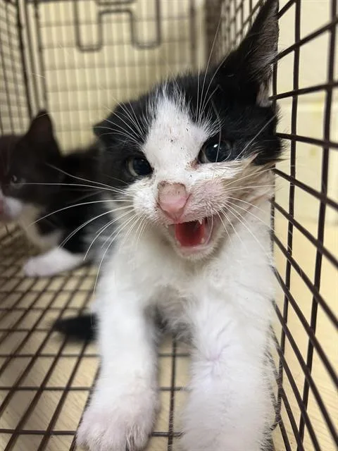 A baby small-sized male Domestic Short Hair cat named Scraps for adoption in Sacramento, CA