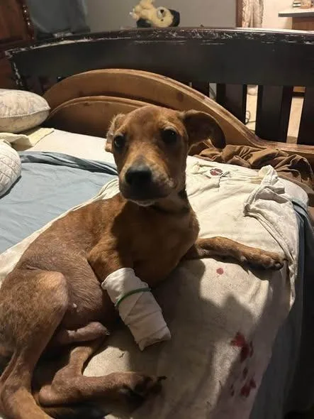 A baby medium-sized male Mixed Breed dog named Kymber for adoption in Orlando, FL