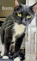 A senior large-sized male Black & White / Tuxedo Domestic Short Hair cat named Boots for adoption in Moline, IL