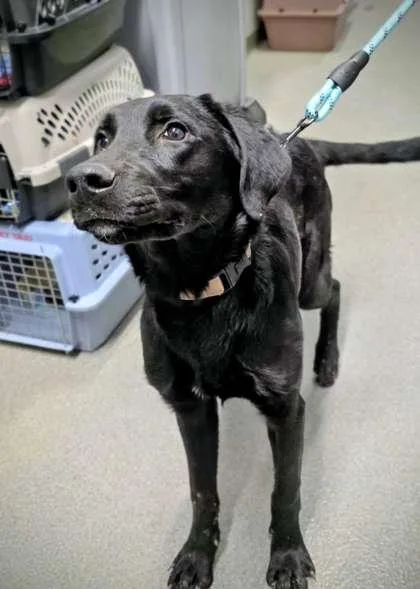 A young large-sized male Labrador Retriever dog named Denzel for adoption in Beatrice, NE