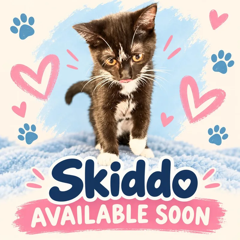 A young medium-sized female Black & White / Tuxedo Domestic Short Hair cat named Skiddo for adoption in Marshall, MO