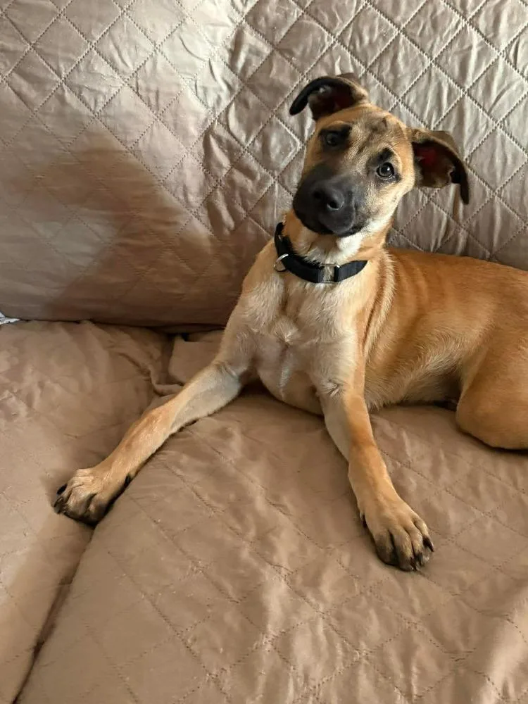 A baby medium-sized male Tricolor (Brown, Black, & White) Mixed Breed dog named Roger for adoption in Valley Stream, NY