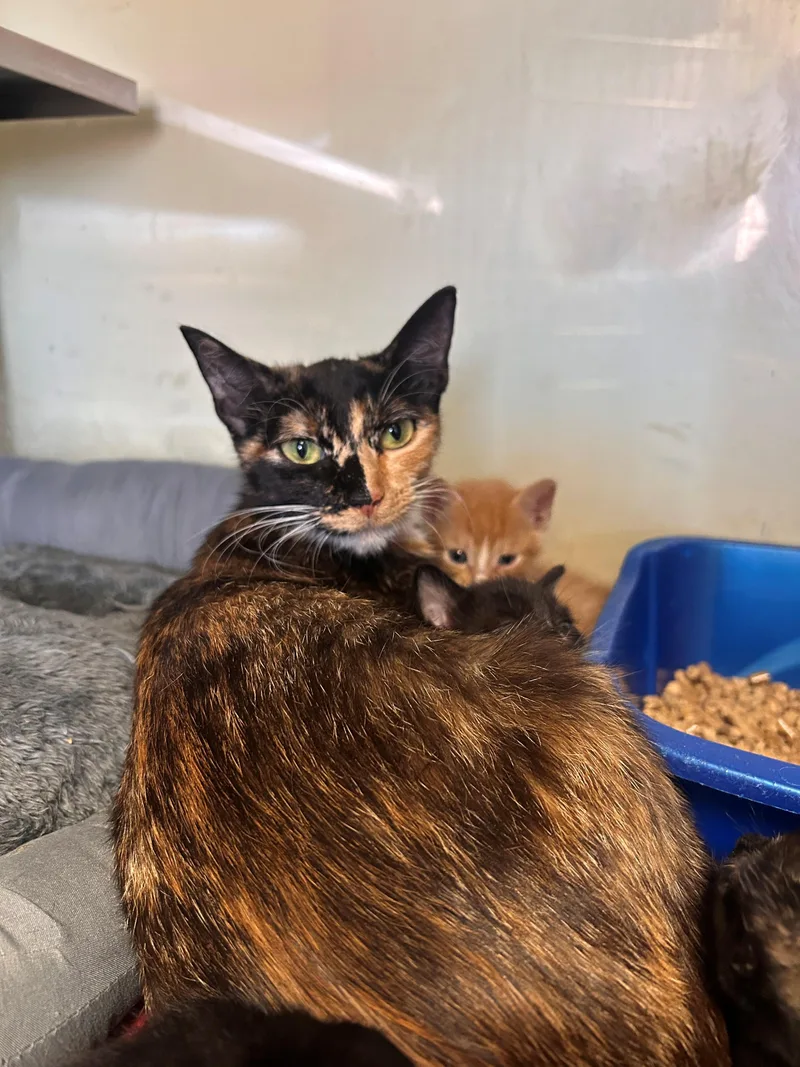 An adult medium-sized female Tortoiseshell Domestic Short Hair cat named Margarita for adoption in Margate, FL