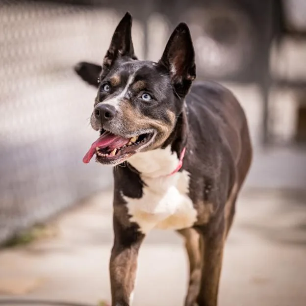 A senior medium-sized female Shepherd dog named Vittoria for adoption in Los Angeles, CA