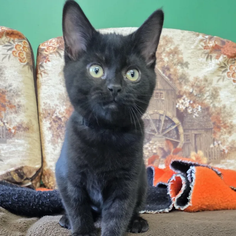 A baby small-sized female Black Domestic Short Hair cat named Ashley for adoption in Hartville, OH