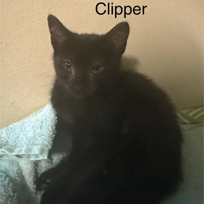 Clipper