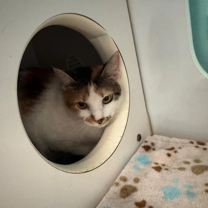 An adult medium-sized female Calico Domestic Short Hair cat named Adley for adoption in Lake Jackson, TX